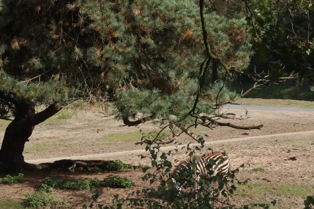 Safaripark Tilburg – A Wild Autumn Adventure! 🦒🐘