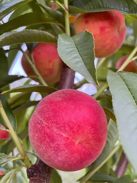 ​​Peach Picking Season is Here! 🍑​​