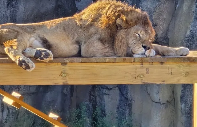 Montgomery Zoo: A Wonderful Encounter with Wildlife