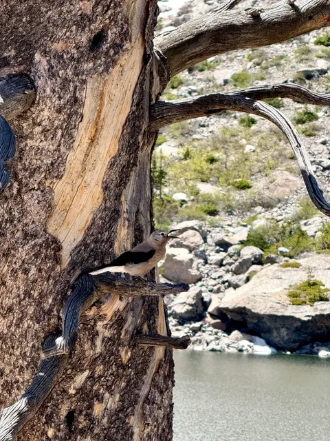 Friends who love Boulder, you’ve gotta hit this trail no questions ask