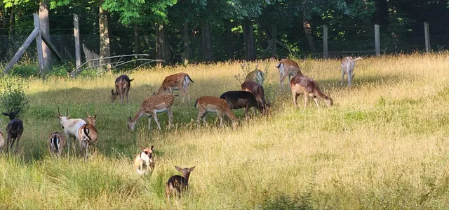 🇩🇪 Göttingen’s 4 Must-Hike Destinations 🥾🌲