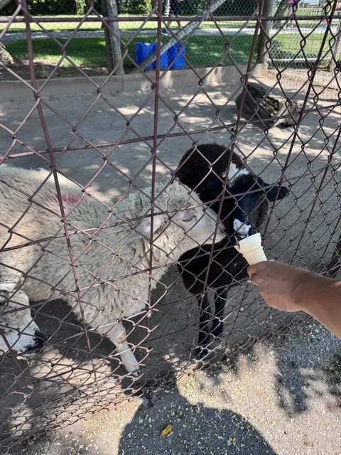 Immersive Animal Feeding Experience​​ 🦌🌽