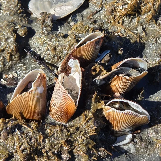 Dolphins Just Minutes After Departure – A Magical Start! 🐬✨