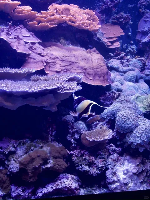 Seattle Aquarium:Small But Mighty (and Way Cuter Than You’d Expect）（2）