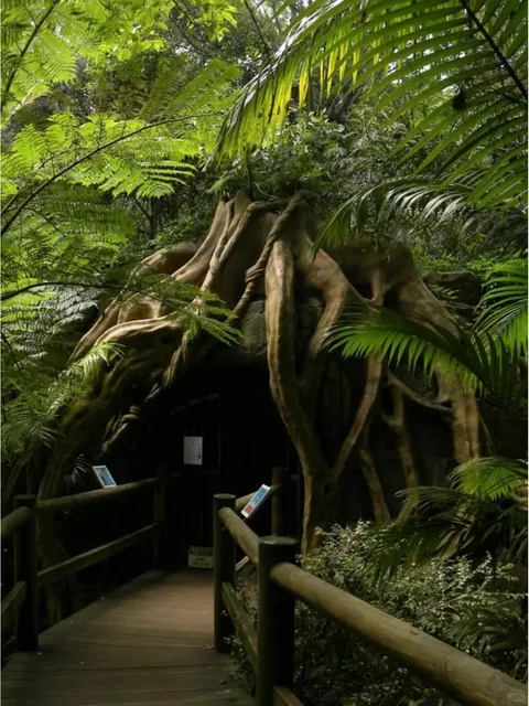 Life Advice: All UQ Students Should Chase the Blue Tears Once💧