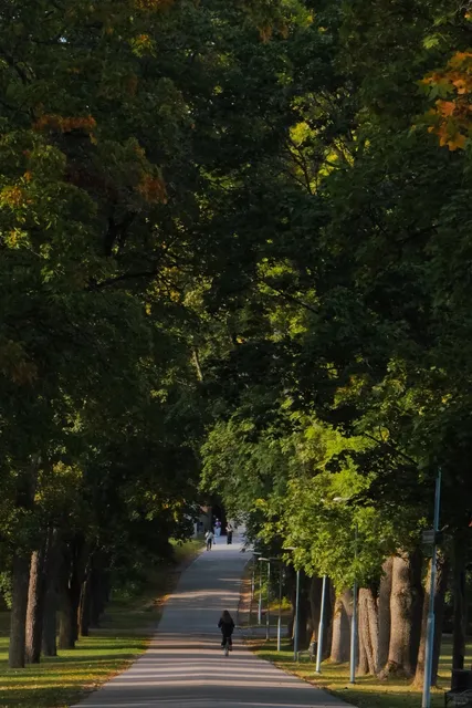 🌲🇸🇪 | Beyond the Forest