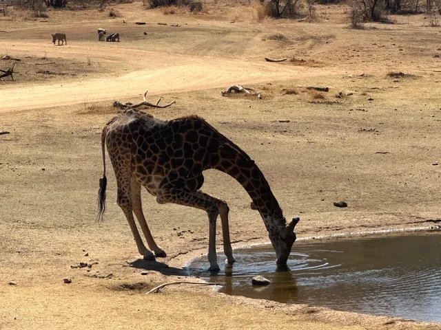 🇿🇦 Johannesburg Day Trip | Lion & Safari Park Adventure