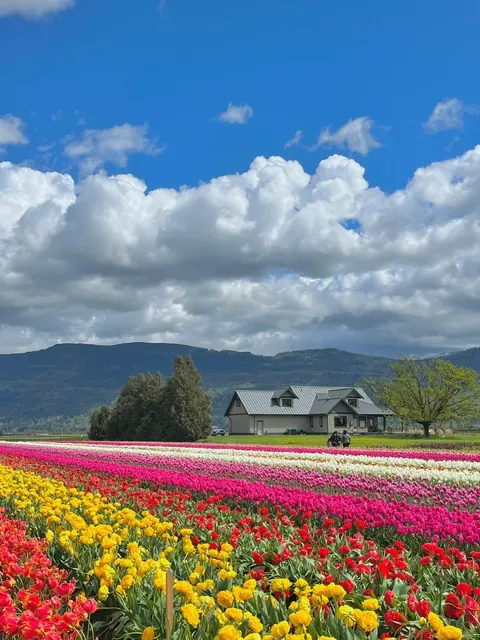 Live Photos | Abbotsford Tulip Festival 
