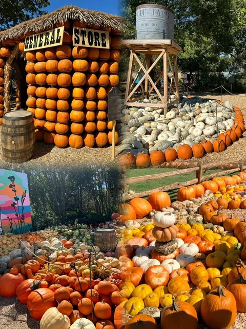 🌻 Dallas Arboretum: My Texas Happy Place 🎃