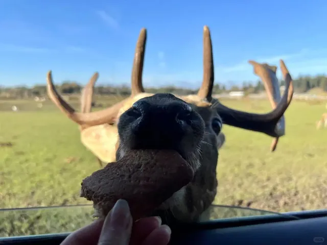 Around Seattle｜Olympic Game Farm