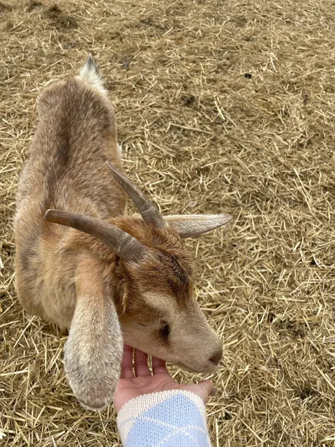 📍Winnipeg’s Most Heartwarming Animal Farm 🐾