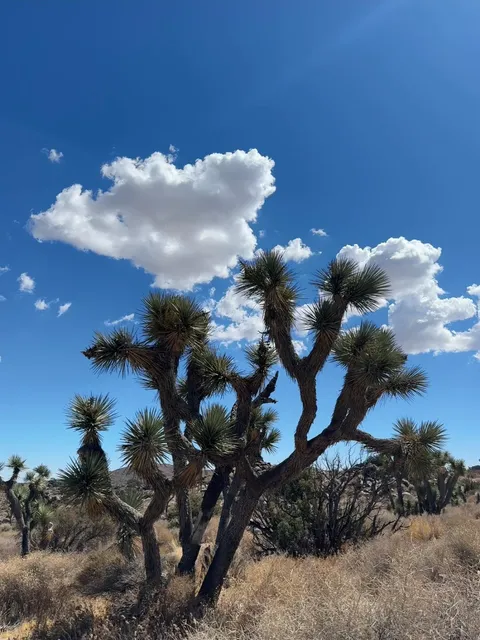 🇺🇸 California｜Joshua Tree Getaway – Living in the Desert 🌵