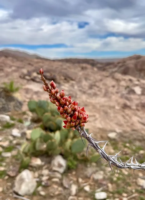 Hueco Tanks State Park: Where History Meets Adventure 🏜️🧗‍♀️