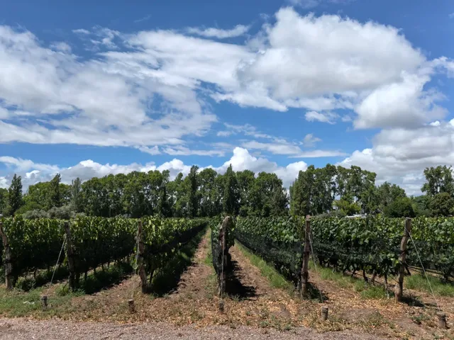 🇦🇷 Bodega Renacer: A Mendoza Wine Dream 🍷✨