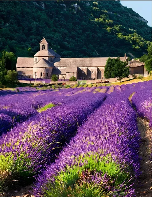 The heaven of  lavender  : Provence
