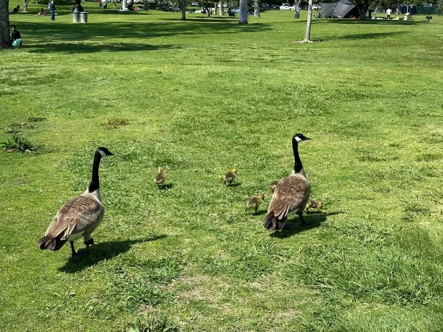 Pack Your Picnic Basket & Head to Brea’s Carbon Canyon Park 