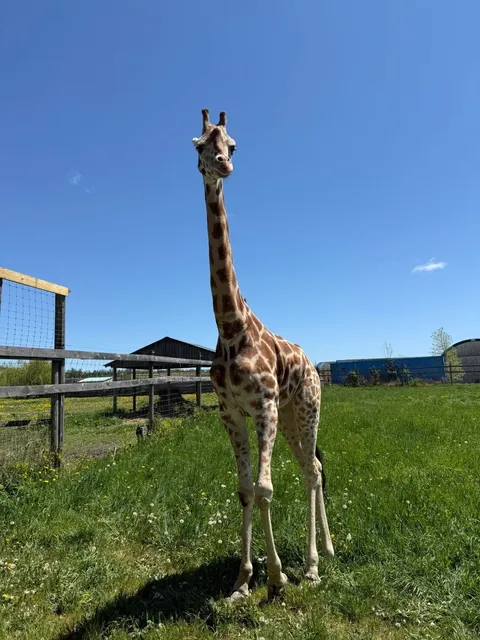 🇨🇦 Feed Giraffes Ice Cream Just 1h from Toronto! 🦒🍦