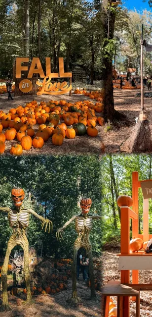 A Pumpkin Farm in the Forest