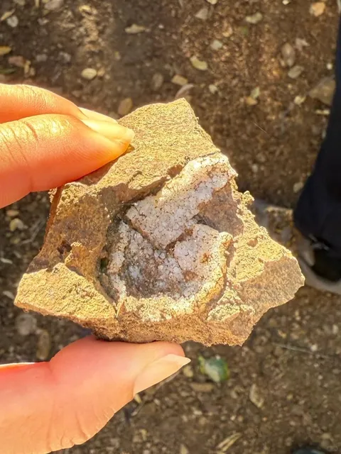 Mushroom Hunting in LA: A Magical Day in Nature 🍄✨