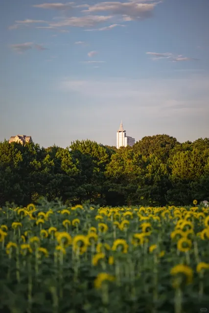 🌻 Sunflower Fields in NC Are Now in Full Bloom!