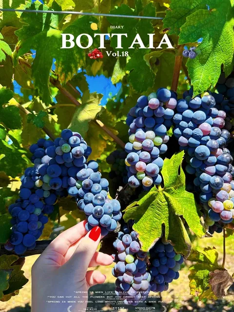 Temecula Winery Spotlight｜Bottaia Winery 🍇✨  