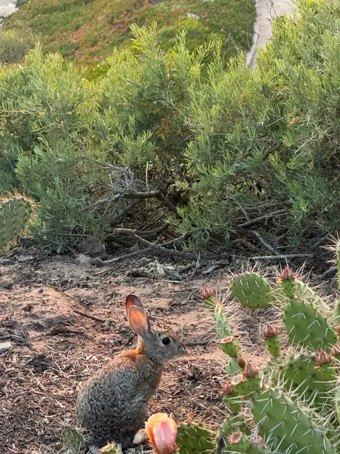 You Can’t Miss Out on Corona Del Mar Beach! 🌊✨