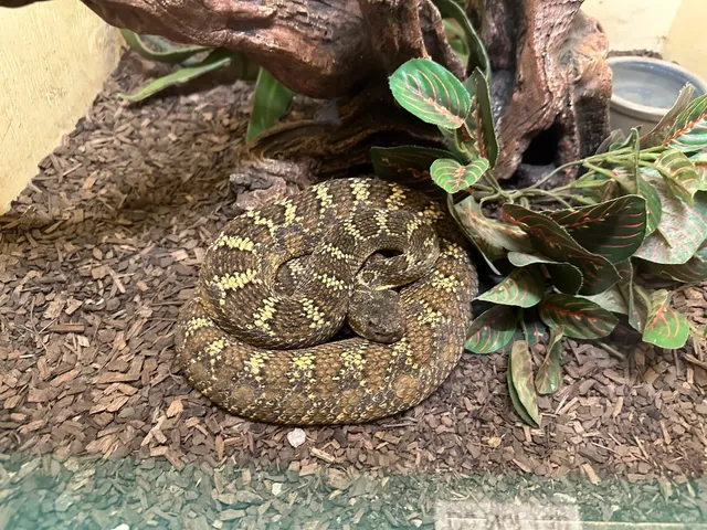 🇺🇸 My U.S. Trip - Visiting the Rattlesnake Museum in Albuquerque! 🐍