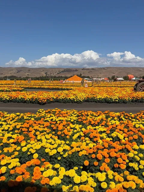 First Pumpkin Patch of the Fall at Spina Farm 🎃🌾