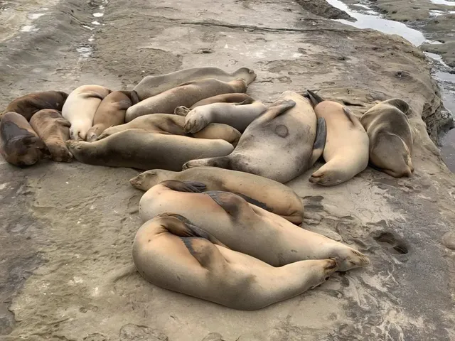 🦭 Seal Rock in San Diego – La Jolla’s Coastal Gem! 🌊🌞