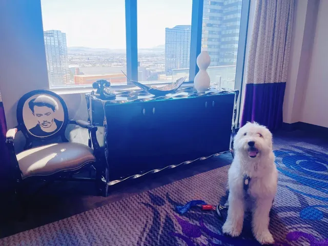 🐾 Road Trip with Pup: Las Vegas Stop! 🚗