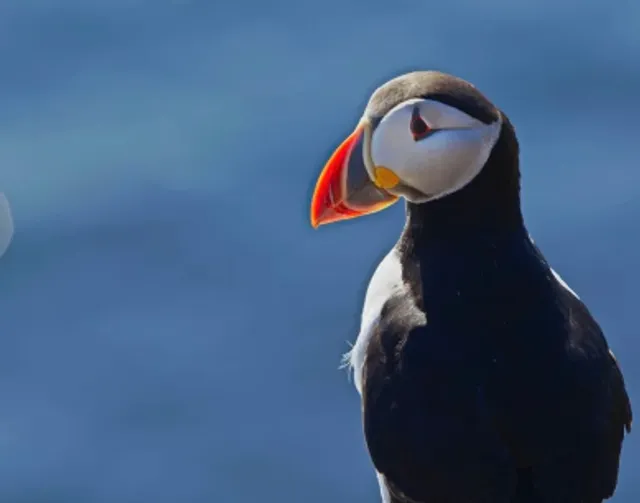 🐦 Ultimate Puffin Watching Guide to Iceland