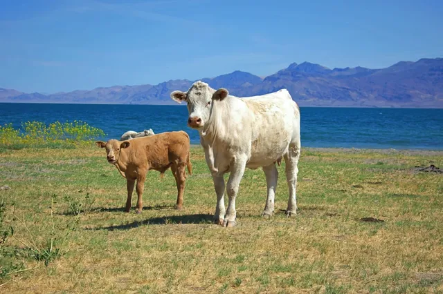 🇺🇸 Pyramid Lake – Nevada's Tribal Gem 🌊🏜️