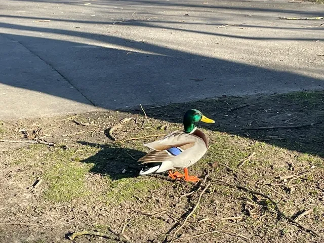 🇩🇪 Braunschweig Day Trip: A Perfect Blend of Culture & Curry! 🦁✨
