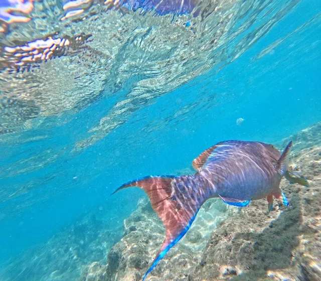🌺🐠Hanauma Bay’s Underwater Christmas Miracle 