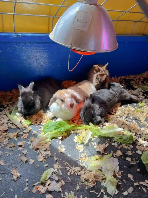 🐰 NYC Easter Event | Get Up Close with Farm Animals 🦙🐑