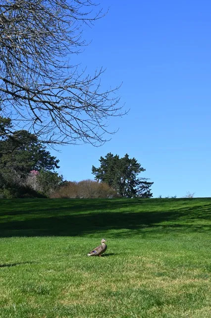 🇳🇿 Straight to Hamilton! ☀️🚗