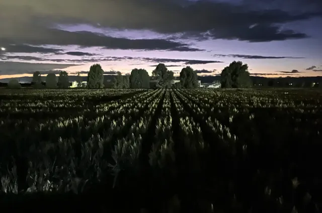  The Ultimate Night Adventure at Cool Patch Pumpkins