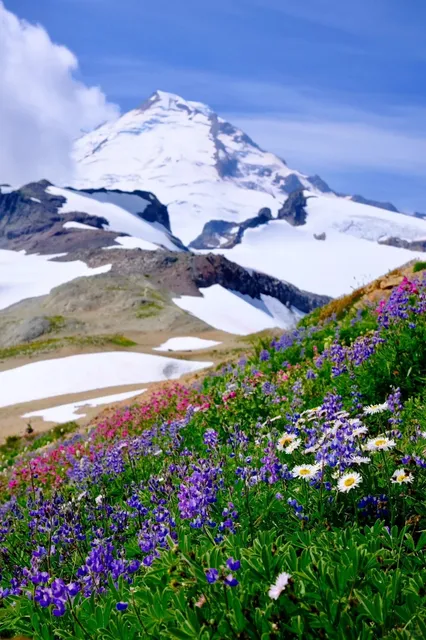 🇨🇦 Mt. Baker Wildflower Spectacle | Ptarmigan Ridge 🌸🏔️  
