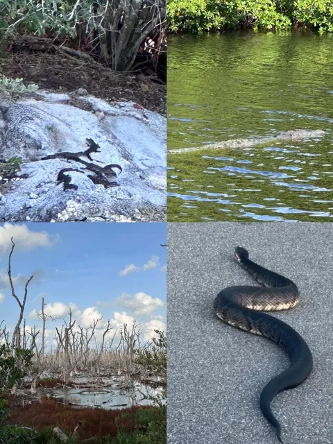 Everglades National Park 🐊🐍｜Baby Alligator Spotting & Wild Adventure