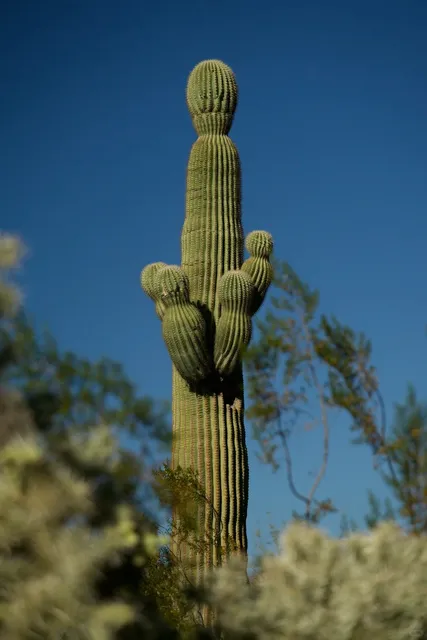 🌵 Phoenix Desert Garden Escape: From AA Chaos to Cactus Bliss! 🌞