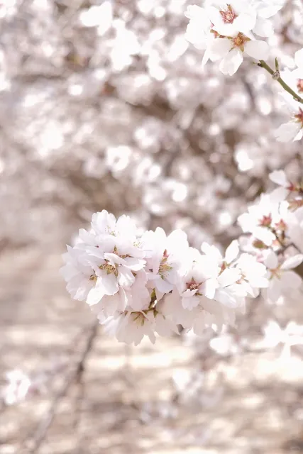 California Blossoms | Bakersfield’s Spring-Only Apricot Blossom Forest