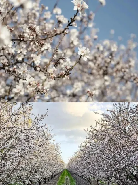 California-Only Apricot Blossom Sea