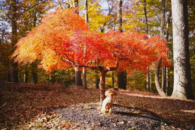 Entering the Autumn Tunnel 🍂