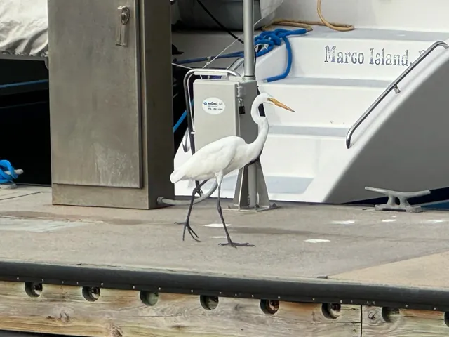 Encounters with Nature on Marco Island