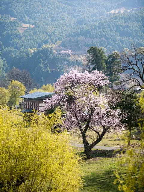  Pangtse Oil: The Magic of Punakha