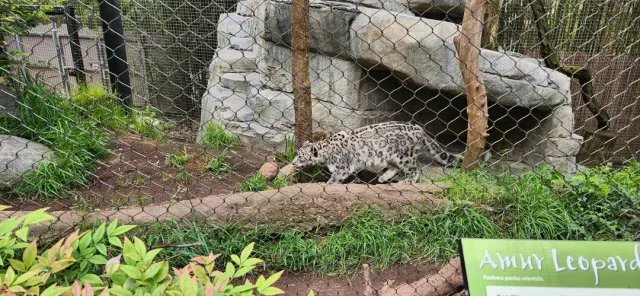 🐆 A Purr-fect Day at San Diego Zoo’s "Crazy About Cats" Tour! 🌿