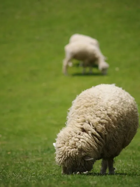 A Comprehensive Guide to Mount Rokko Farm in Kobe (2)💜