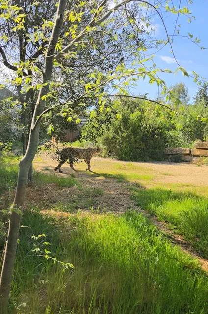 ​​🇫🇷 Montpellier's Hidden Gem | Free Zoo with Leopards Galore! 🐆✨​​