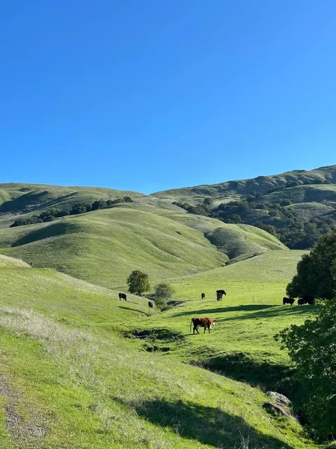 March Magic at Mission Peak: East Bay’s Alpine Escape 🌿🗻
