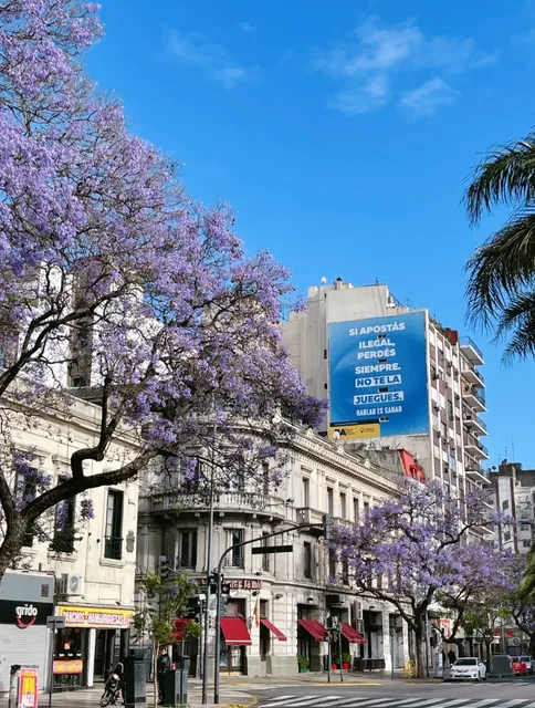 Buenos Aires is Purple | A Jacaranda-Blanketed City Guide​​